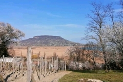 gyumolcsolto_boldogasszony (11)
