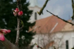 gyumolcsolto_boldogasszony (4)