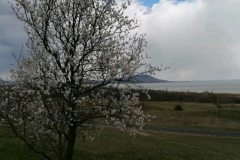 gyumolcsolto_boldogasszony (5)