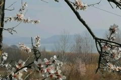 gyumolcsolto_boldogasszony (6)