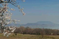 gyumolcsolto_boldogasszony (7)
