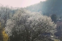 gyumolcsolto_boldogasszony (9)