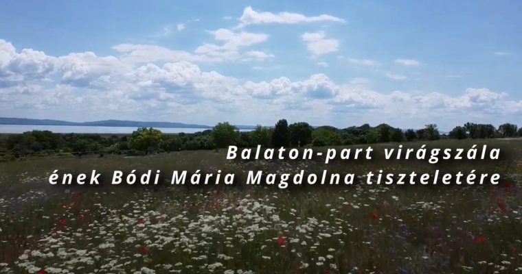 Balaton-part Virágszála